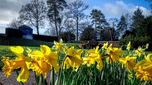 A sea of daffodils against blue skies at Hanbury Hall